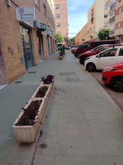 Kalanchoe daigremontiana