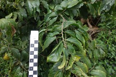 Acalypha grandis