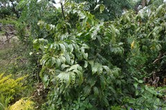 Acalypha grandis