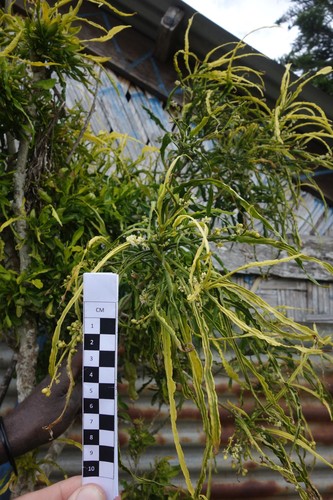 Melicope denhamii, photograph 1
