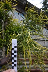 Melicope denhamii