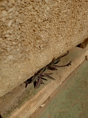 Kalanchoe × houghtonii