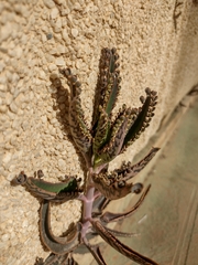 Kalanchoe × houghtonii