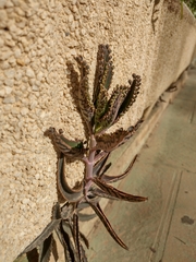 Kalanchoe × houghtonii