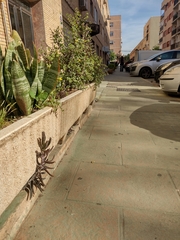 Kalanchoe × houghtonii