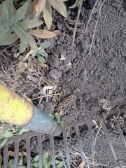 Crotalus polystictus