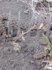 Crotalus polystictus