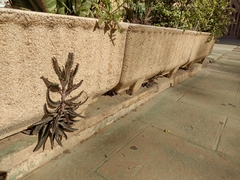 Kalanchoe × houghtonii