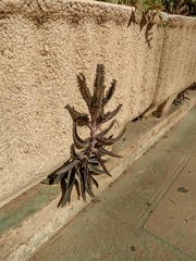 Kalanchoe × houghtonii