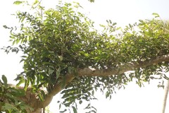 Pometia pinnata