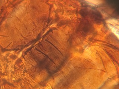 Frankliniella schultzei