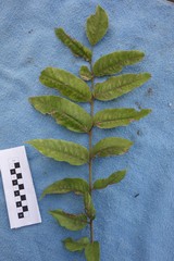 Pometia pinnata