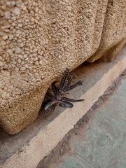 Kalanchoe × houghtonii