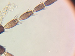 Frankliniella schultzei