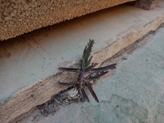 Kalanchoe × houghtonii