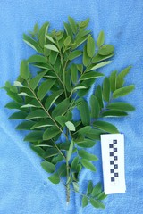 Phyllanthus ciccoides