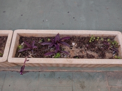 Kalanchoe × houghtonii