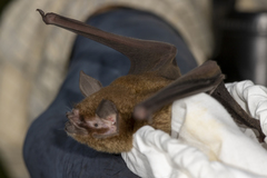 Pteronotus mesoamericanus