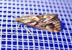 Blepharucha zaide