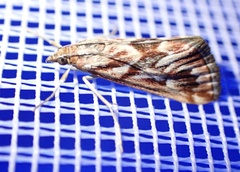 Blepharucha zaide