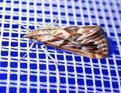 Blepharucha zaide