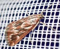 Blepharucha zaide