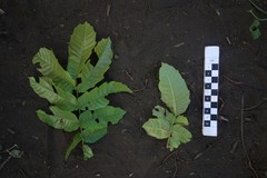 Pometia pinnata