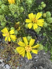 Deinandra greeneana peninsularis