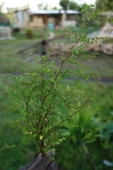 Phyllanthus niruri