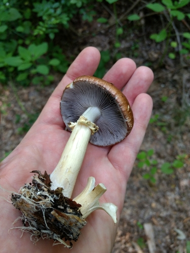 Wine-cap Stropharia