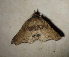 Aroana hemicyclophora