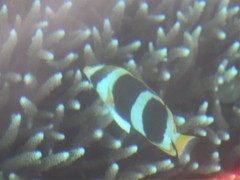 Chaetodon tricinctus