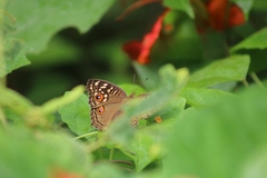Junonia lemonias