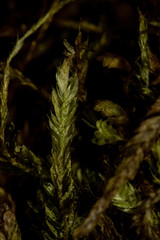 Plagiothecium piliferum