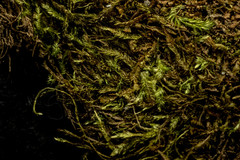 Plagiothecium piliferum