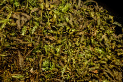 Plagiothecium piliferum