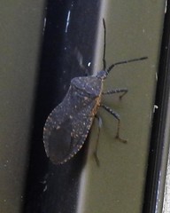 Cimolus obscurus