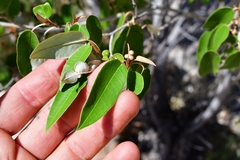 Croton gratissimus image