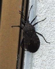 Cimolus obscurus