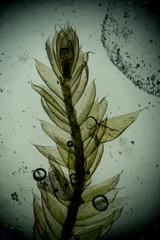 Plagiothecium piliferum