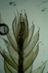 Plagiothecium piliferum