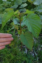 Melochia odorata