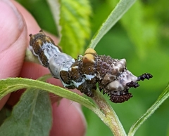 Limenitis lorquini