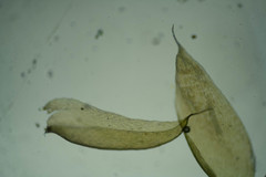 Plagiothecium piliferum