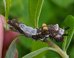 Limenitis lorquini