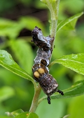 Limenitis lorquini