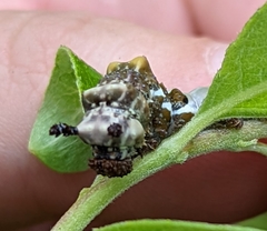 Limenitis lorquini