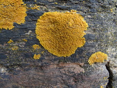 Variospora thallincola