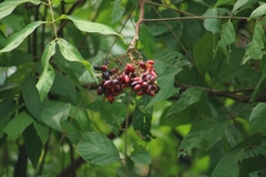 Magnoliopsida