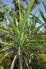 Cordyline fruticosa